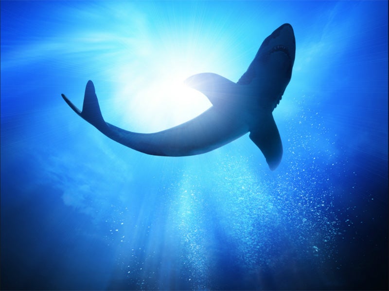 Millions of sharks are losing their fins and lives to the sharkfin soup market. Millions of sharks are losing their fins and lives to the sharkfin soup market.