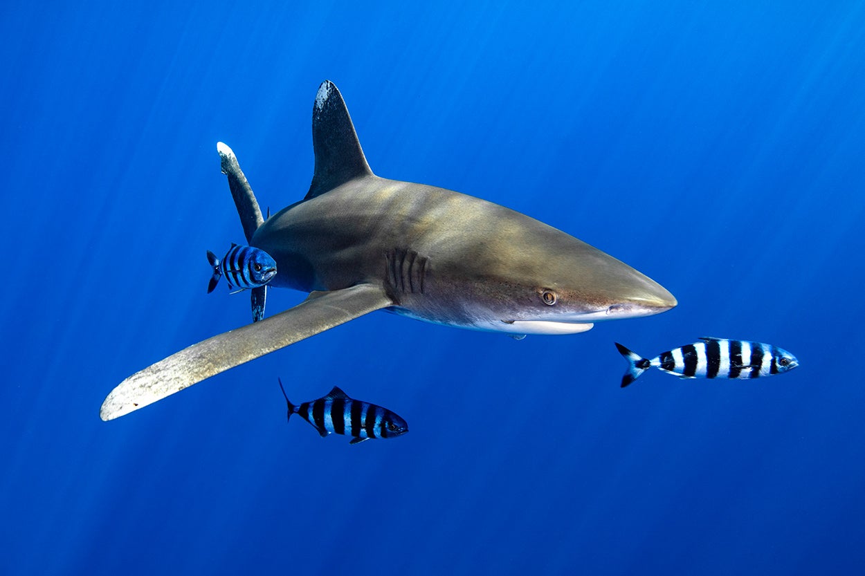 An oceanic whitetip shark, Carcharhinus longimanus, swims in the waters off Hawaii. Kaikea Nakachi