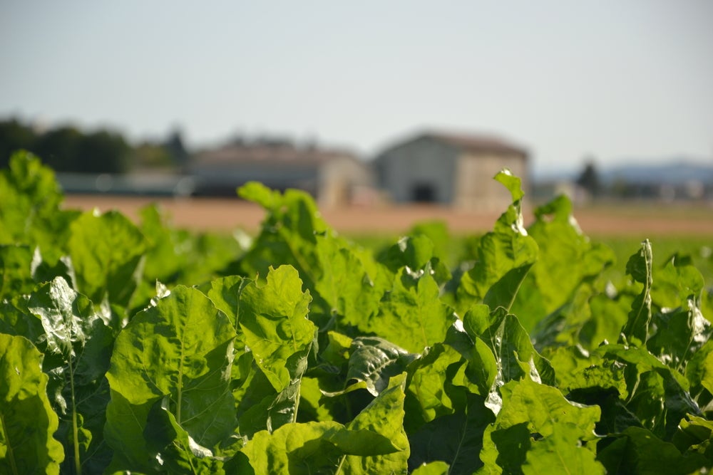 A sugar beet farm A sugar beet farm