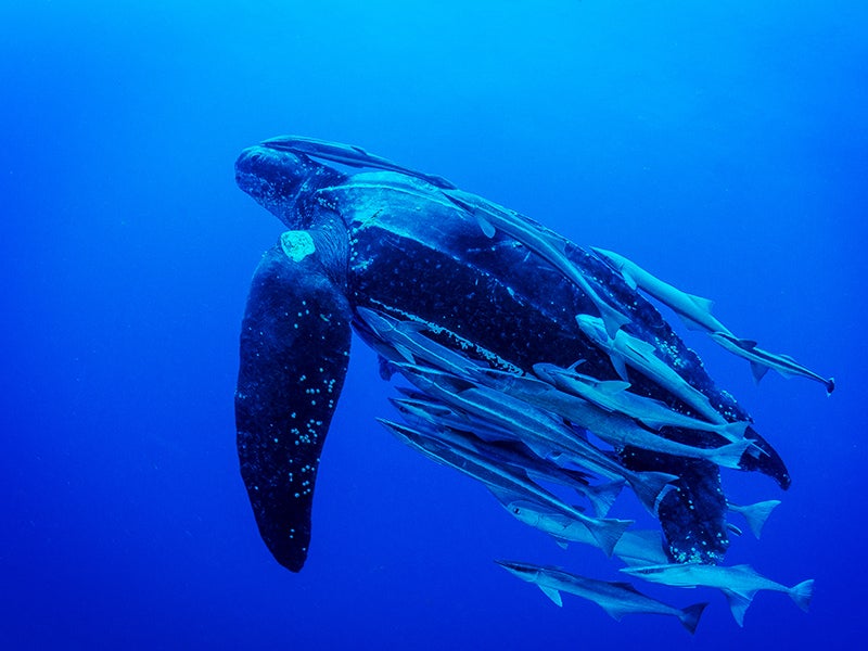 Pacific Leatherback Conservation Day