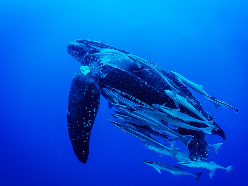 Pacific Leatherback Conservation Day Pacific Leatherback Conservation Day