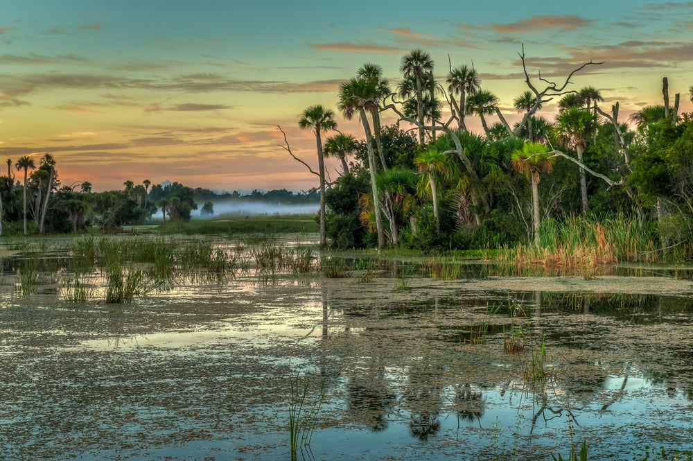 Florida wetlands Florida wetlands