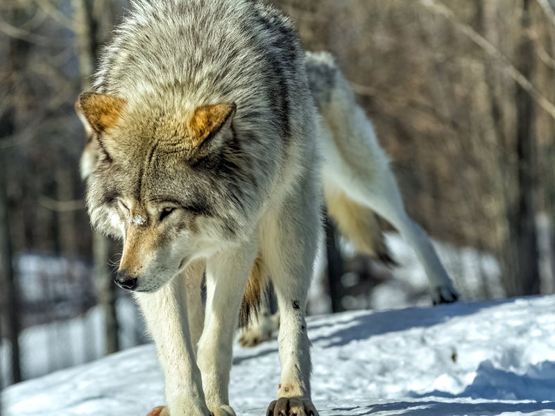A gray wolf in North America. A gray wolf in North America.