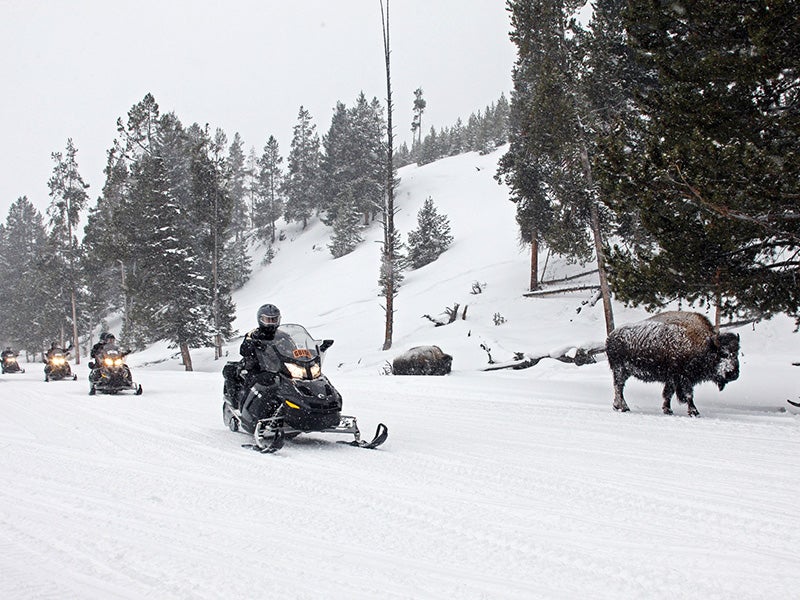 Snowmobilers drive near bison in Yellowstone National Park. Snowmobilers drive near bison in Yellowstone National Park.