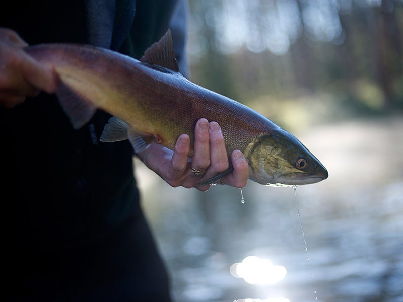 A sockeye salmon (Oncorhynchus nerka) at Little Redfish Lake Creek trap, Sawtooth National Recreation Area, Idaho. A sockeye salmon (Oncorhynchus nerka) at Little Redfish Lake Creek trap, Sawtooth National Recreation Area, Idaho.