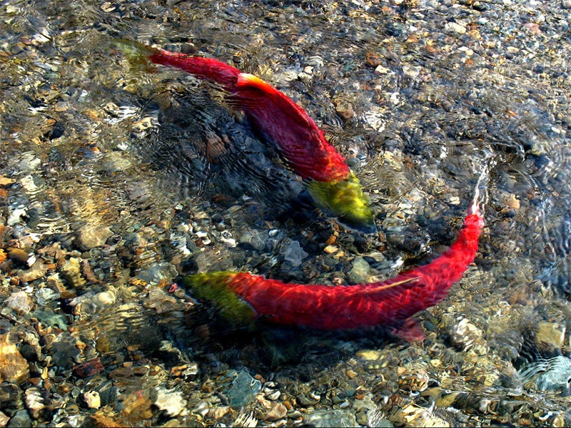 Sockeye salmon. Sockeye salmon.