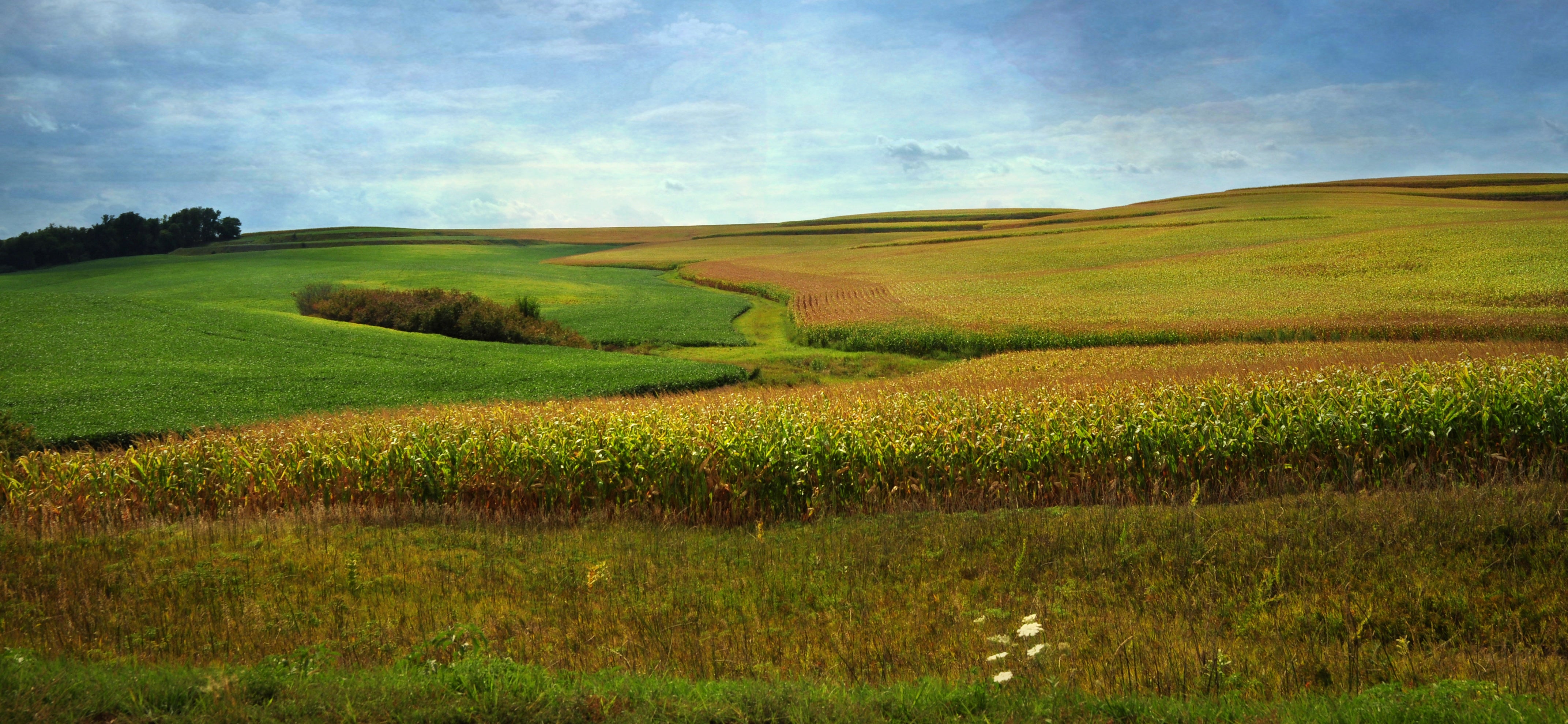 Iowa soybean field Iowa soybean field