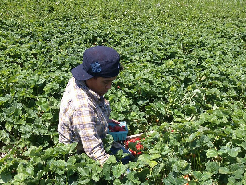 A farmworker picks strawberries in Wayne County, NY. A farmworker picks strawberries in Wayne County, NY.