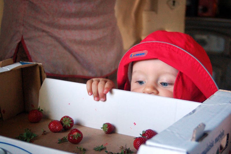 Strawberries are one of the many crops that chlorpyrifos is used on. The 1996 Food Quality Protect Act requires EPA to ensure with reasonable certainty that “no harm will result to infants and children from aggregate exposure” to pesticides. Strawberries are one of the many crops that chlorpyrifos is used on. The 1996 Food Quality Protect Act requires EPA to ensure with reasonable certainty that “no harm will result to infants and children from aggregate exposure” to pesticides.