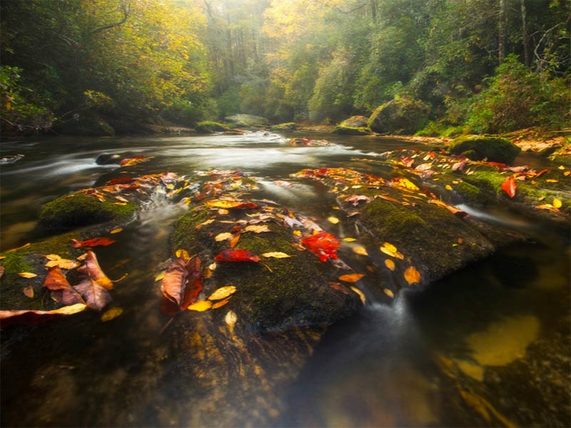 A stream. A stream.