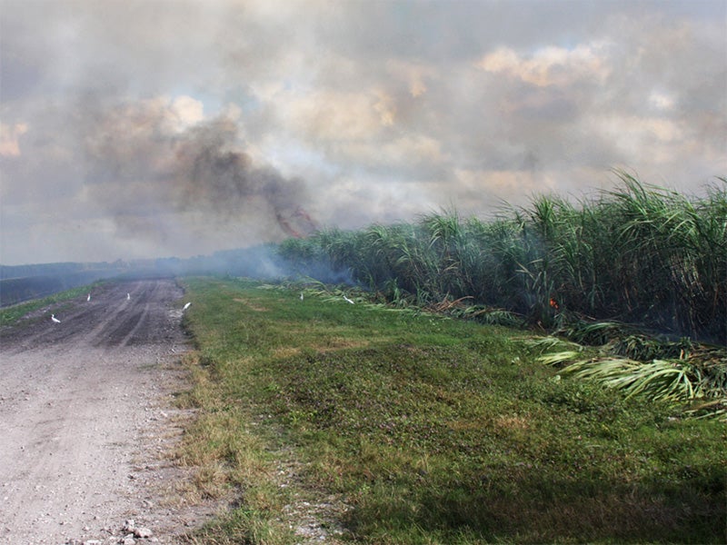 A Florida sugar cane field on fire. 150,000 acres are burned each year, emitting more than 2,800 tons of hazardous air pollutants per year. A Florida sugar cane field on fire. 150,000 acres are burned each year, emitting more than 2,800 tons of hazardous air pollutants per year.