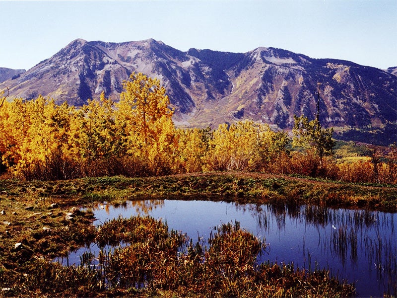Aspens in full color during autumn in the Sunset Trail Roadless Area.