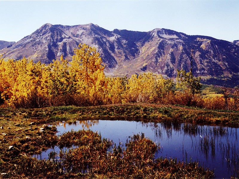 Aspens in full color during autumn in the Sunset Trail Roadless Area. Aspens in full color during autumn in the Sunset Trail Roadless Area.