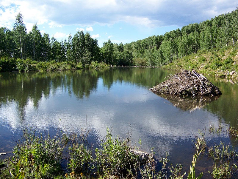 A beaver lodge by the Sunset Trail. The trail is a valuable linkage between the West Elk Wilderness Area and lowland forests along the North Fork of the Gunnison River. A beaver lodge by the Sunset Trail. The trail is a valuable linkage between the West Elk Wilderness Area and lowland forests along the North Fork of the Gunnison River.