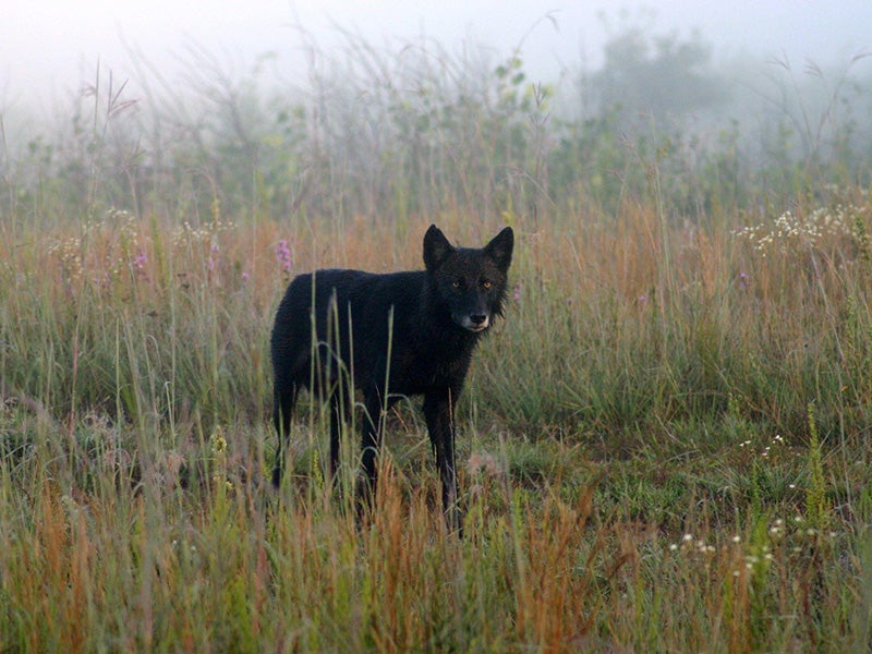 A wolf in Necedah National Wildlife Refuge.