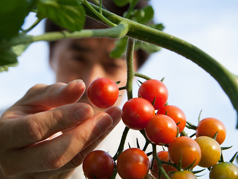 A man picks tomatoes in a field. A man picks tomatoes in a field.