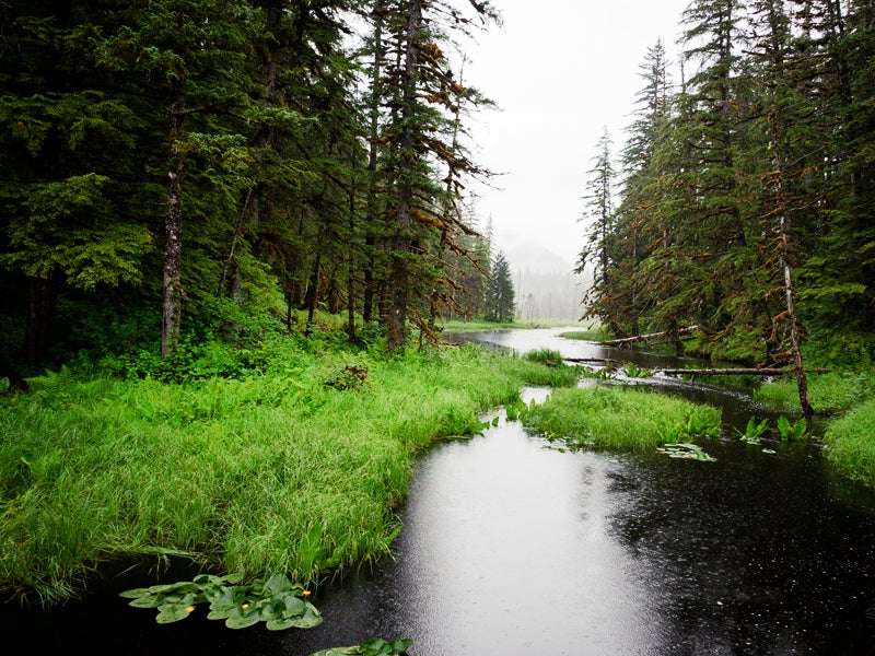 The Tongass National Forest, Alaska