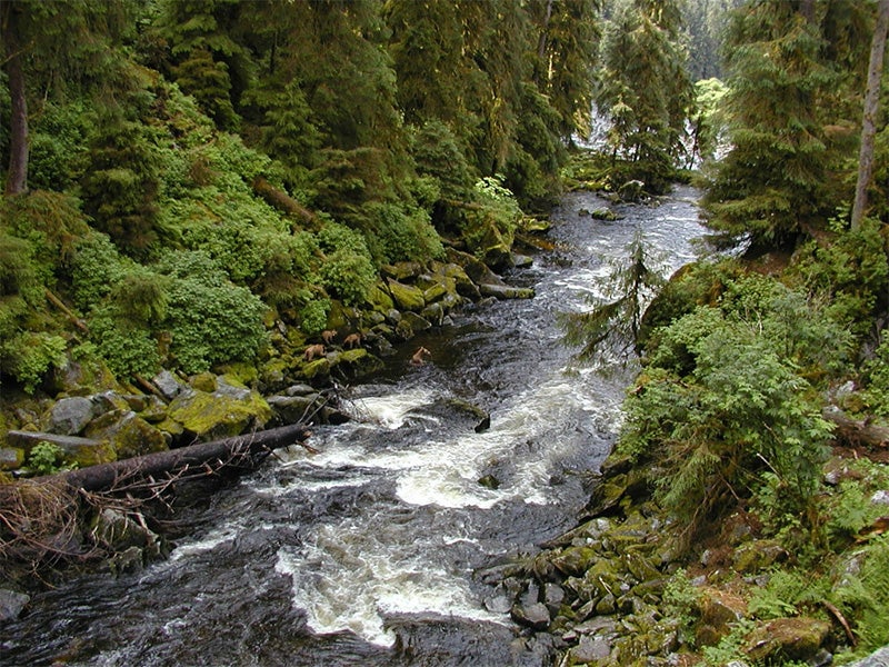 Bears hunt for salmon in Alaska's Tongass National Forest. Bears hunt for salmon in Alaska's Tongass National Forest.