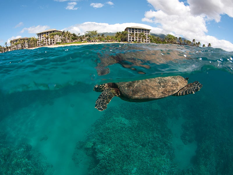 A turtle swims offshore of Kahekili Beach Park, Maui, Hawaiʻi. A turtle swims offshore of Kahekili Beach Park, Maui, Hawaiʻi.