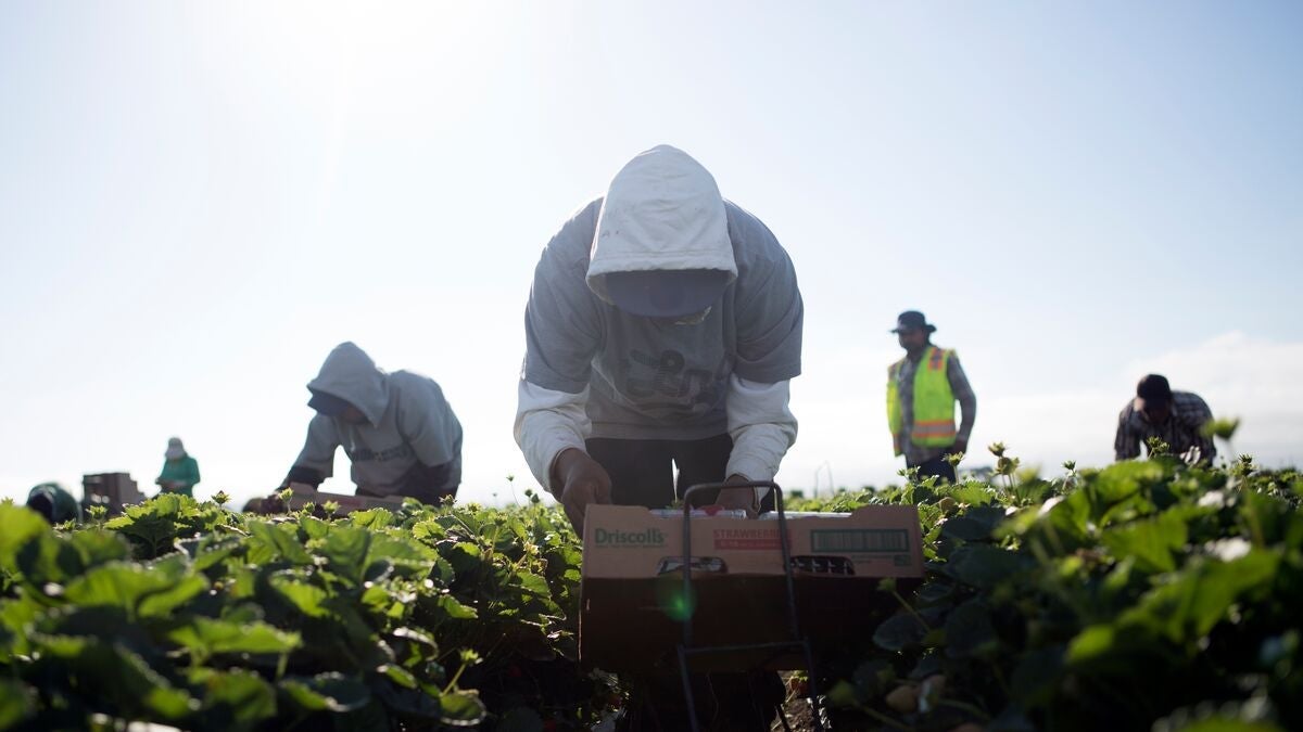 farmworker_in_salinas_pesticides. farmworker_in_salinas_pesticides
