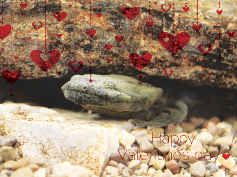 Hellbender Hellbender