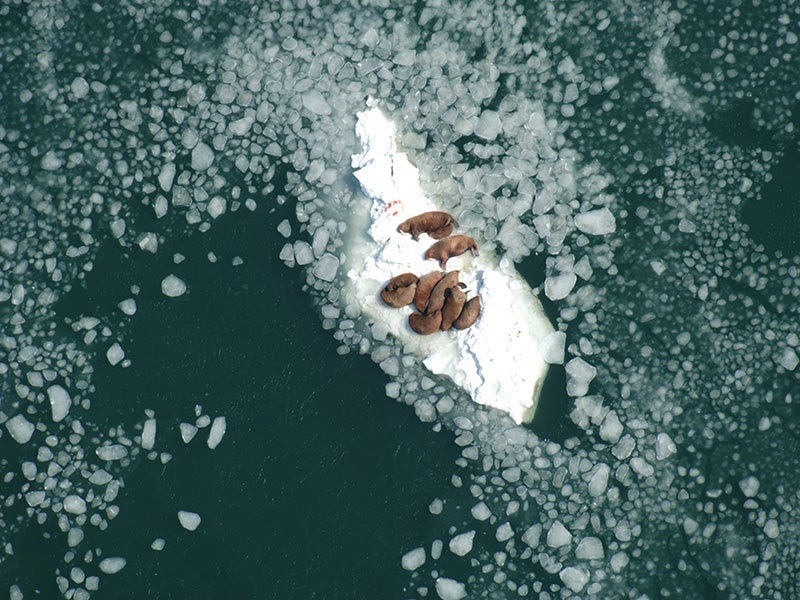 Walrus cows resting on sea ice south of Nunivak Island, Alaska, while nursing their calves.