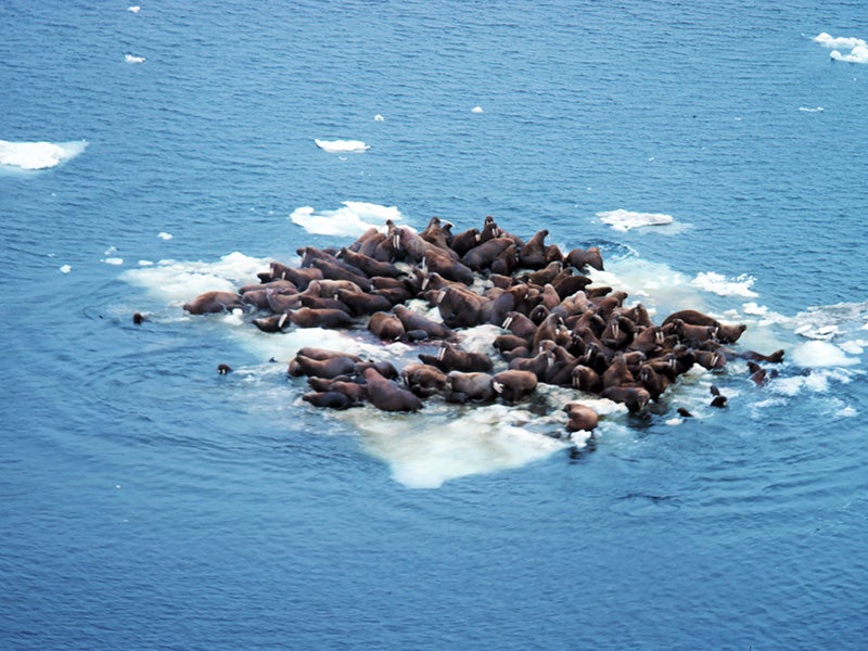 Walrus hauled out on Bering Sea ice. Walrus hauled out on Bering Sea ice.