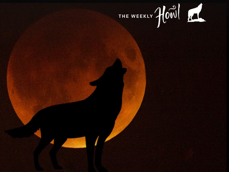 The rare supermoon lunar eclipse incited wolf howls from a crowd of San Francisco sky-gazers on Sunday night. The rare supermoon lunar eclipse incited wolf howls from a crowd of San Francisco sky-gazers on Sunday night.