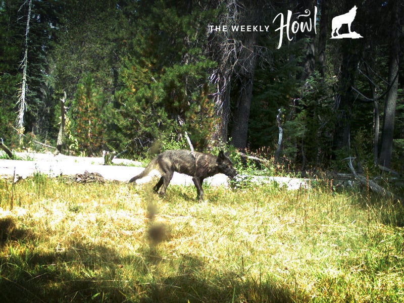 CA Fish & Wildlife trail cameras have recorded five wolf pups and individual adults in Siskiyou County in Northern California. These are the first pups documented in the state since wolves were driven out in the 1920s. CA Fish & Wildlife trail cameras have recorded five wolf pups and individual adults in Siskiyou County in Northern California. These are the first pups documented in the state since wolves were driven out in the 1920s.