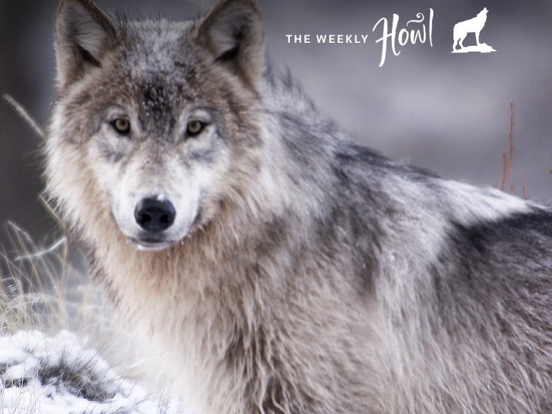 A member of the Golden pack in the Frank Church-River of No Return Wilderness. A member of the Golden pack in the Frank Church-River of No Return Wilderness.