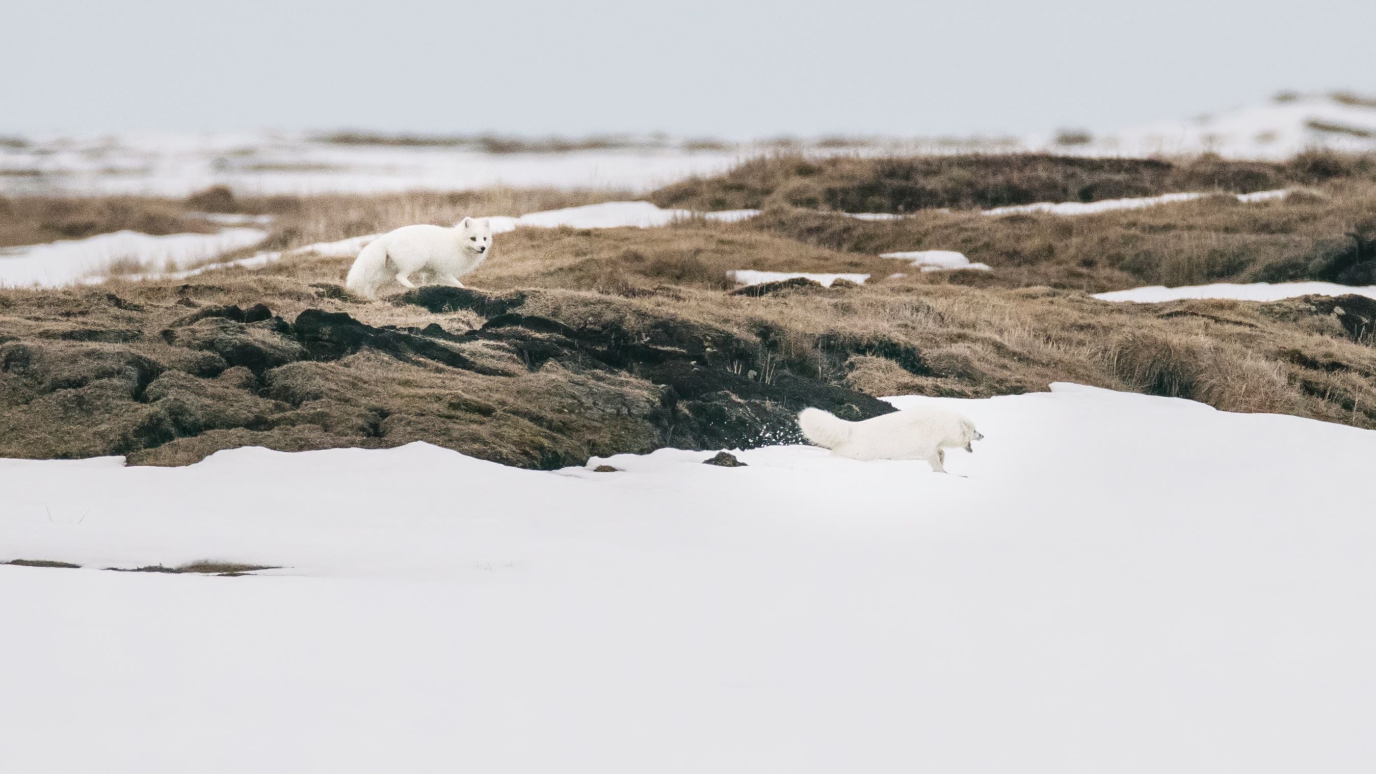 An arctic fox in the Western Arctic. An arctic fox in the Western Arctic.