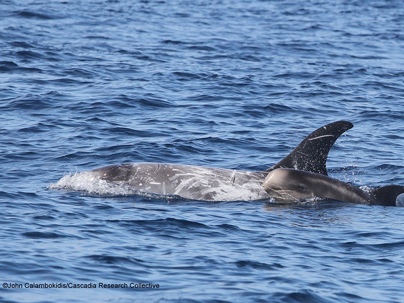 A whale and calf swim off the coast of Southern California, in an area that will now be protected from U.S. Navy sonar training and testing and the use of powerful explosives. A whale and calf swim off the coast of Southern California, in an area that will now be protected from U.S. Navy sonar training and testing and the use of powerful explosives.