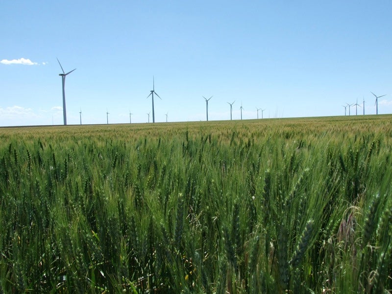 Wind turbines in a Kansas wheat field. Wind turbines in a Kansas wheat field.