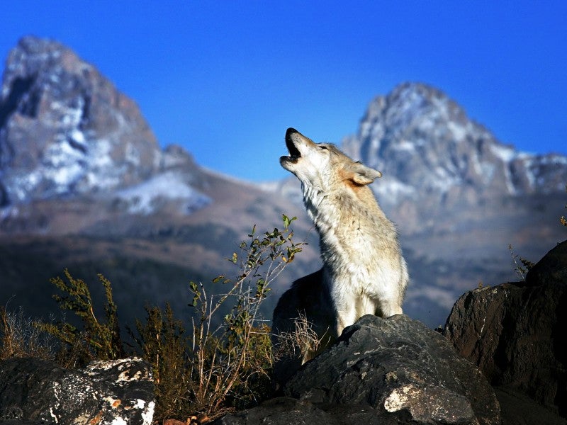 Gray wolf howling in the Grand Tetons in Wyoming Gray wolf howling in the Grand Tetons in Wyoming