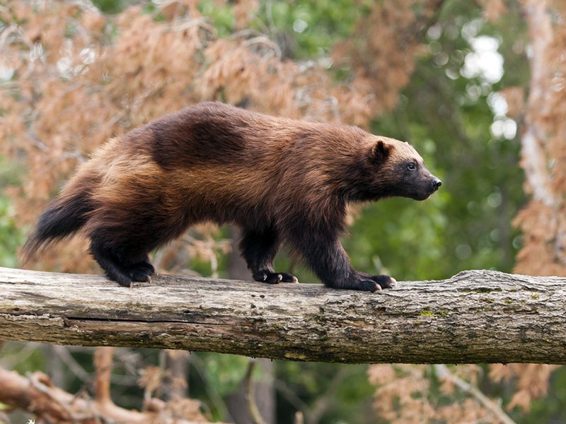 Wolverine Nazzu/Shutterstock Wolverine Nazzu/Shutterstock