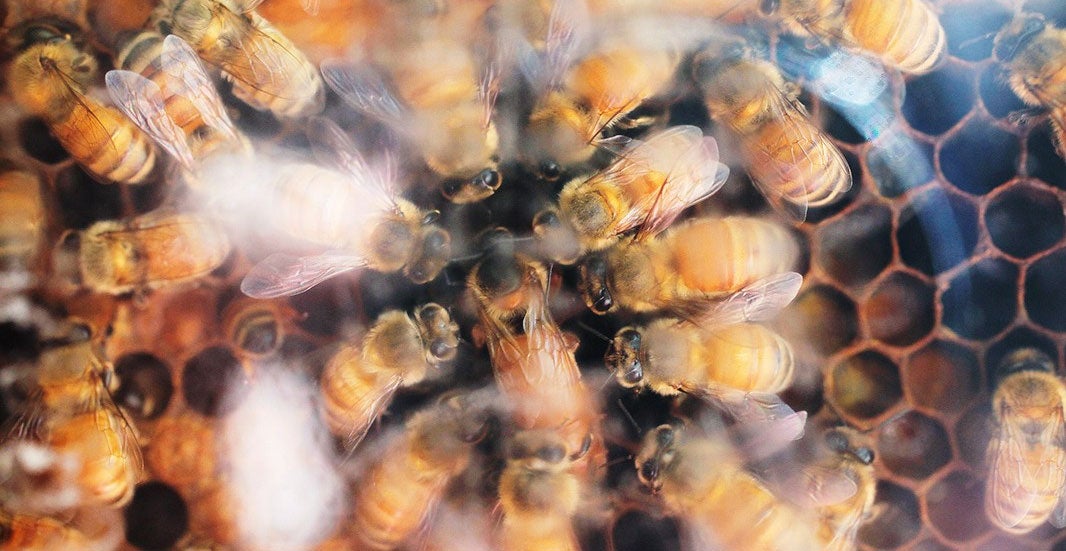 Bees in Umatilla, Florida.