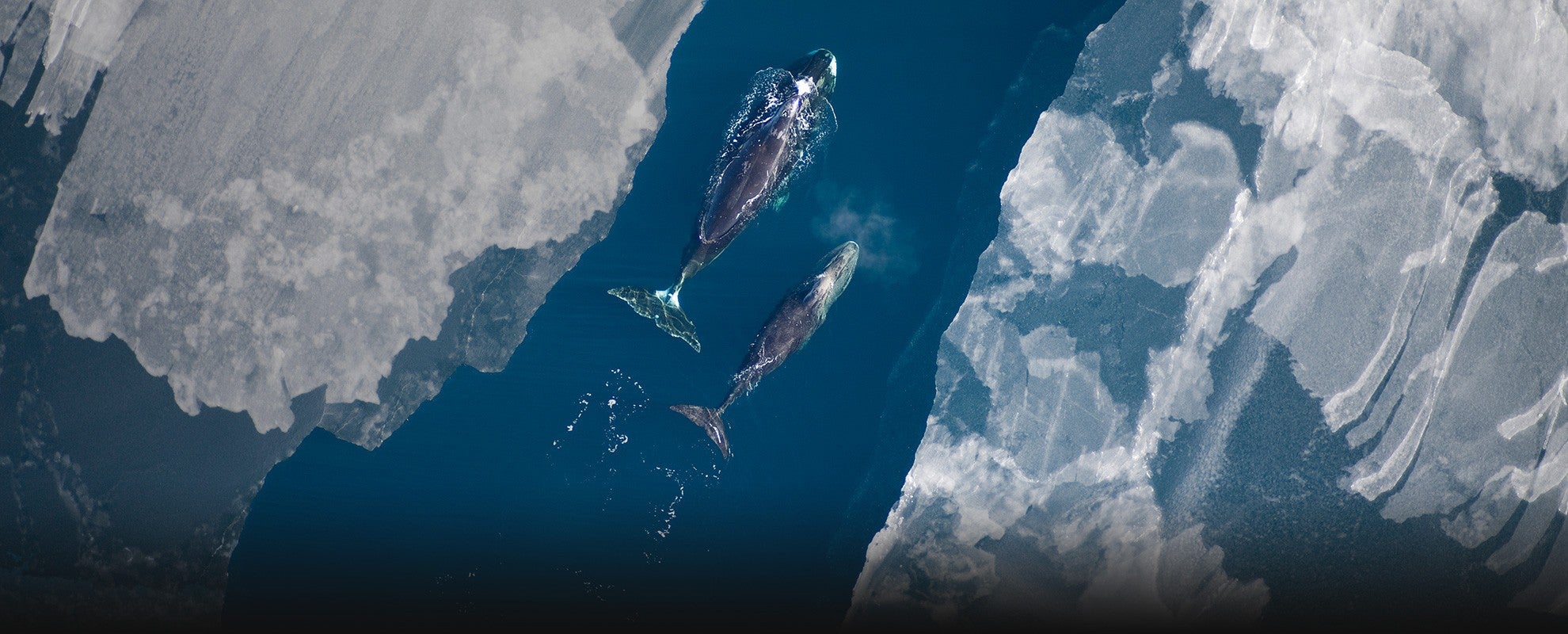 Bowhead whales in the Arctic.