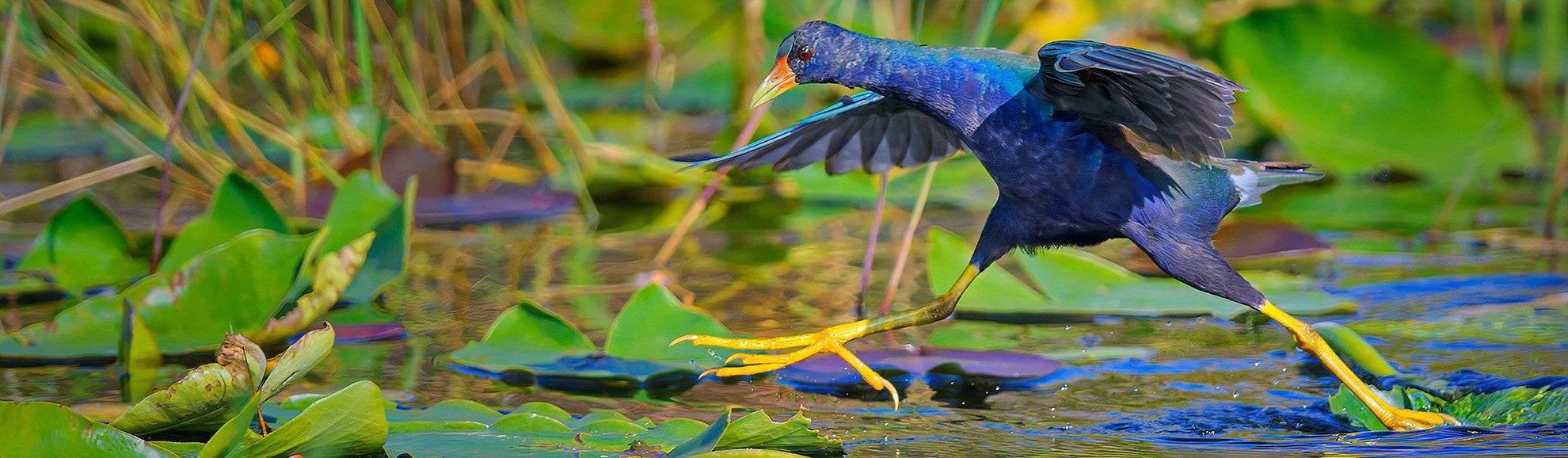 Everglades photo