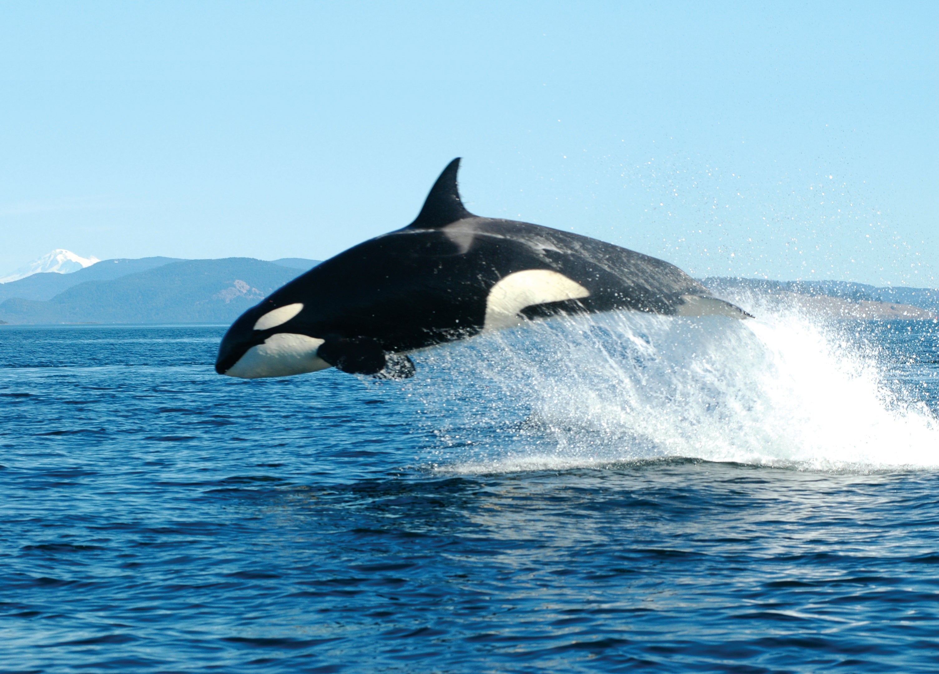 An orca breaching