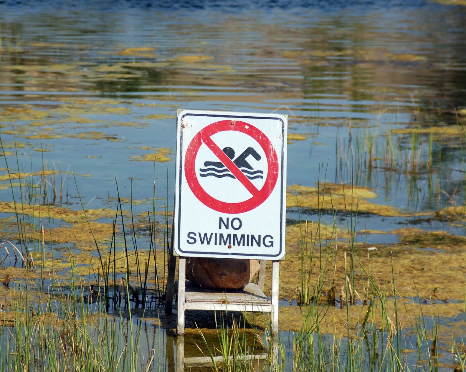 No swimming sign in a body of water