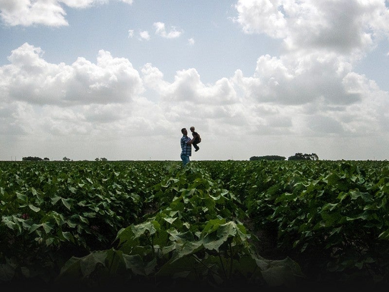 A father and son in a cotton field in El Campo, Texas. Chlorpyrifos is widely used on cotton. The EPA has acknowledged its legal obligation to protect children from pesticide drift. A father and son in a cotton field in El Campo, Texas. Chlorpyrifos is widely used on cotton. The EPA has acknowledged its legal obligation to protect children from pesticide drift.