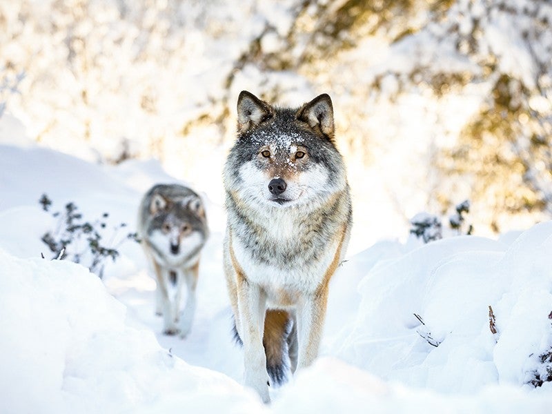 Two wolves in the winter forest.