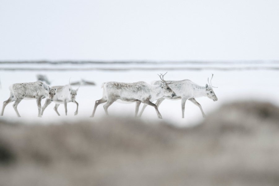 Caribou in the Western Arctic.