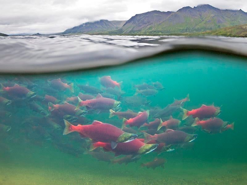 Salmon in the Bristol Bay watershed. Salmon in the Bristol Bay watershed.