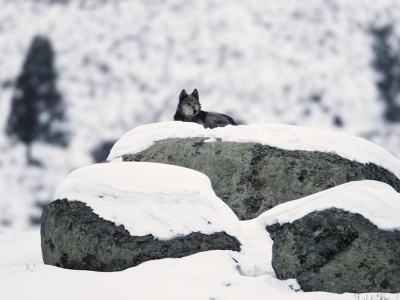 Wolf lying on glacial erratic at Yellowstone's Little America Flats, February 2, 2004.