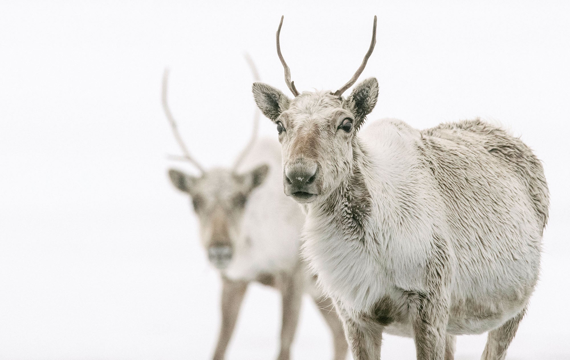 Caribou in the Western Arctic