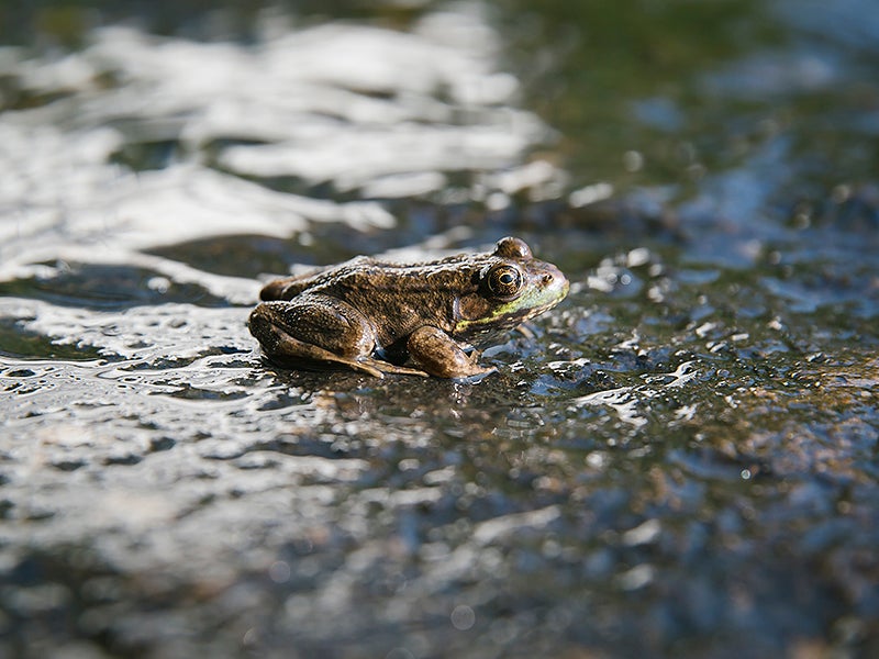 A small frog in the water of Birch Lake, near the proposed site of the Twin Metals mine.