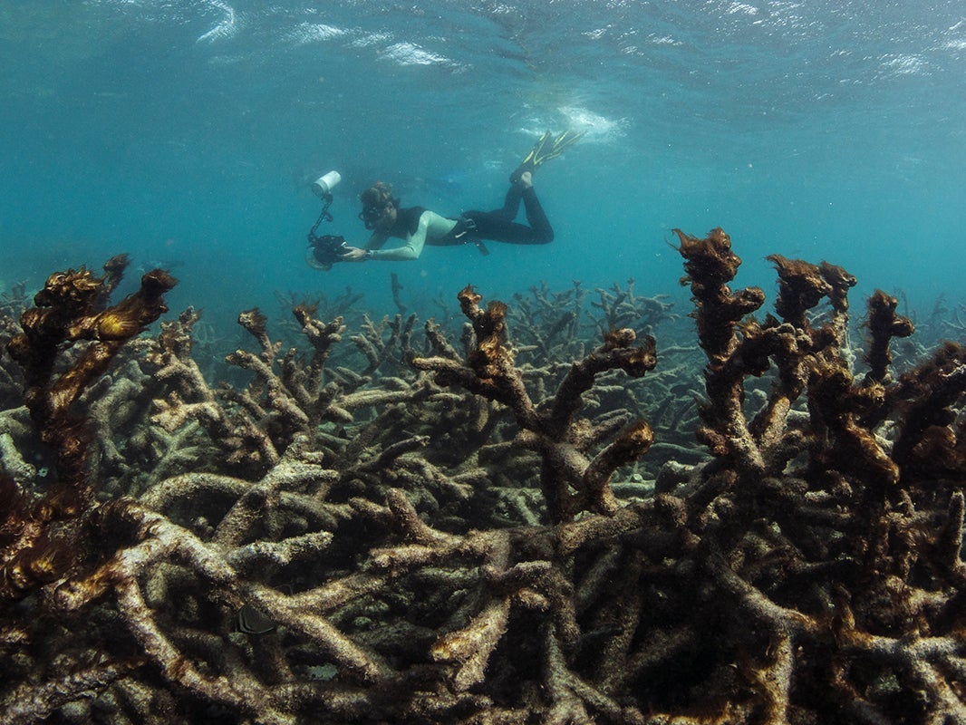 Coral muerto cubierto de algas después de un blanqueamiento en la isla Lizard en la Gran Barrera de Coral, mayo de 2016. Sin una reducción sustancial de las emisiones globales de gases de efecto invernadero, la Gran Barrera de Coral tal como la conocemos hoy no sobrevivirá.