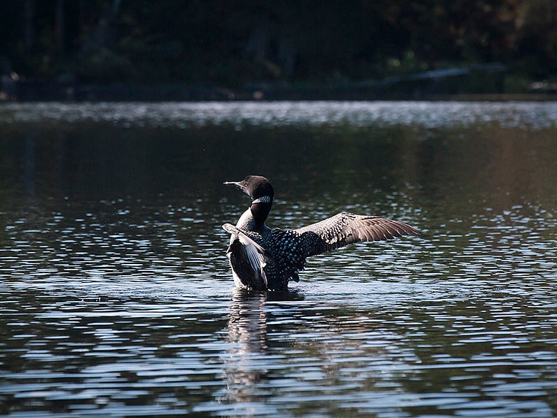 A loon spreads its wings in the Boundary Waters Canoe Area Wilderness.