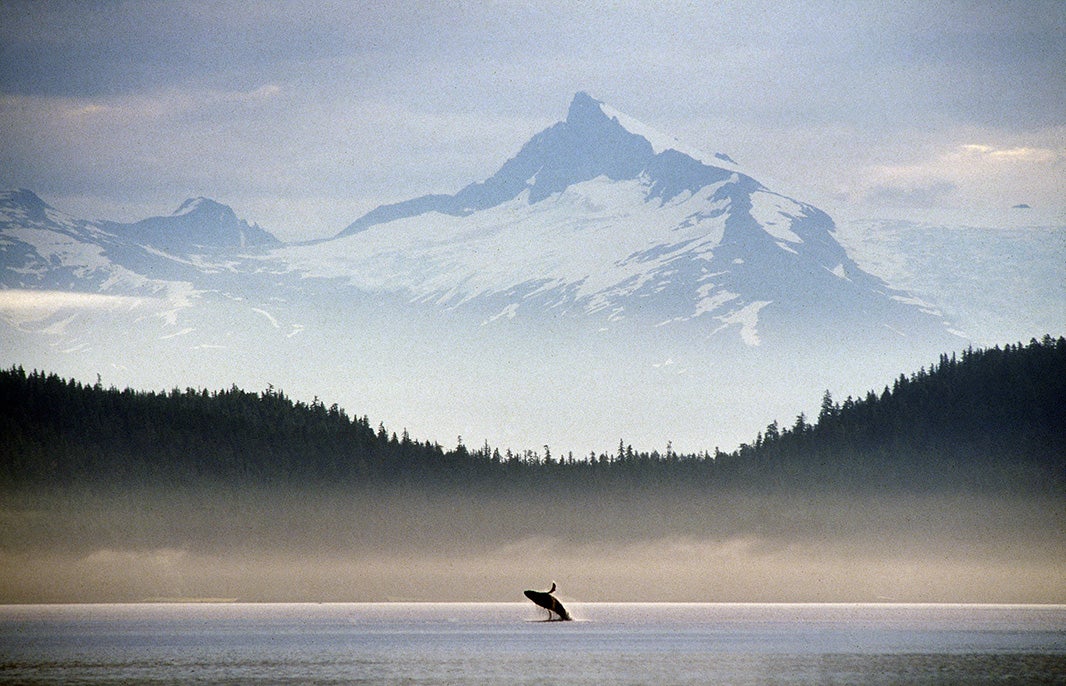 Humpback whale